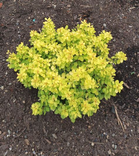 types of barberry bushes pictures.